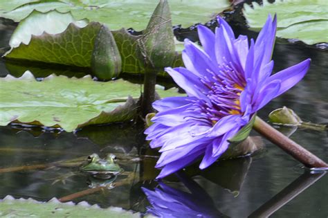 Frog with Water Lilies | Water lilies, Lily, Plants