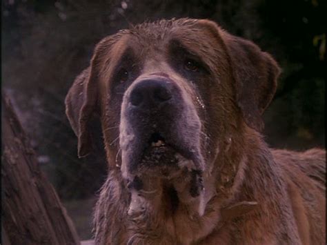 The Stephen King Thriller Cujo Features A Killer Canine Of Which Dog Breed