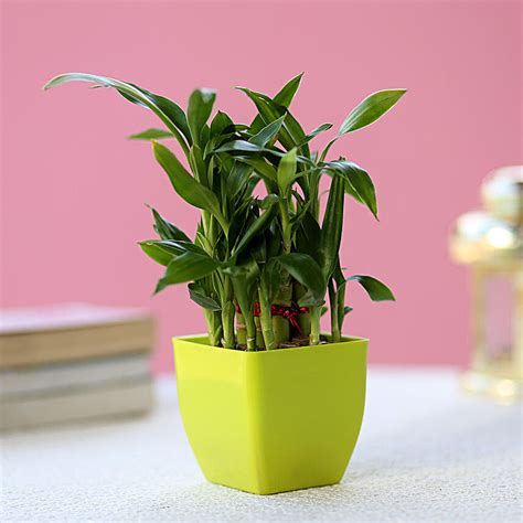 Office Plants | Desktop Plants | Plants for Office Desk Online - FNP