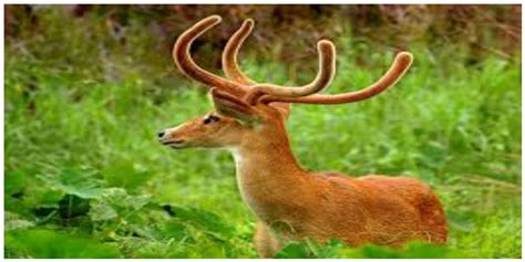 Sangai Brow-Antlered Deer – IAS4Sure