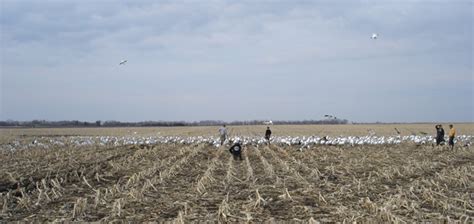 Motion Decoys For Snow Goose Hunting