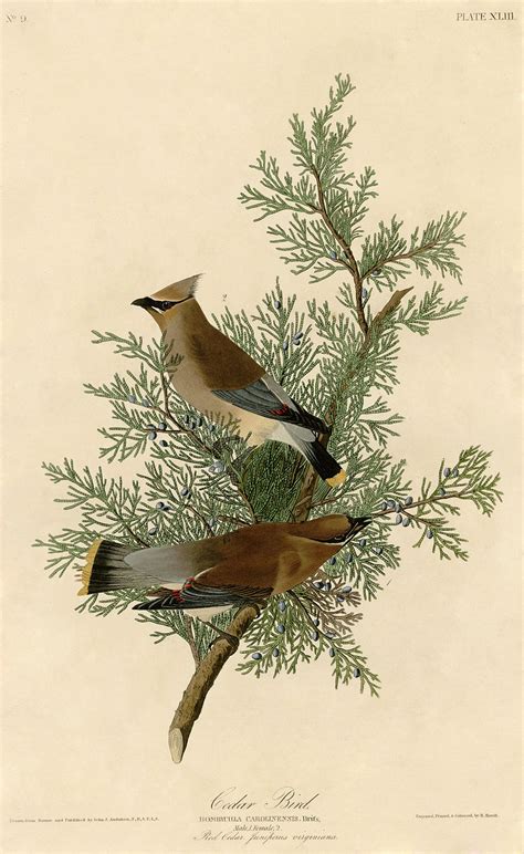 File:Cedar Bird (Audubon).jpg - Wikimedia Commons