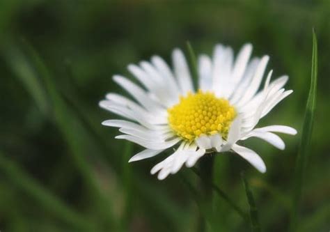 How To Grow Daisy Seeds? – The Affordable Organic Store