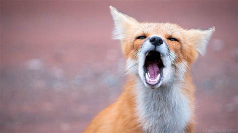 Cute Baby Foxes Wallpapers - Wallpaper Cave