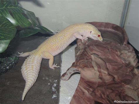 Why buy from leopard gecko breeder? Why price differences? Worth it? Difference between pet ...