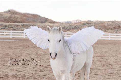 18" Economy Light-Duty Pegasus Wings for Miniature Horses and Small Ponies - Custom Colors and ...