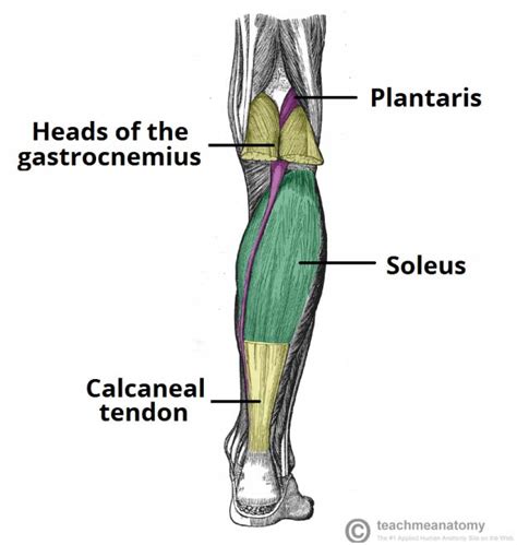 Gastrocnemius - Actions - Attachments - TeachMeAnatomy