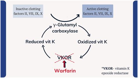 The mechanism of action of vitamin K antagonists. | Download Scientific ...