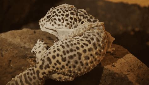 Leopard Gecko Shedding (+Tips for Stuck Shed)