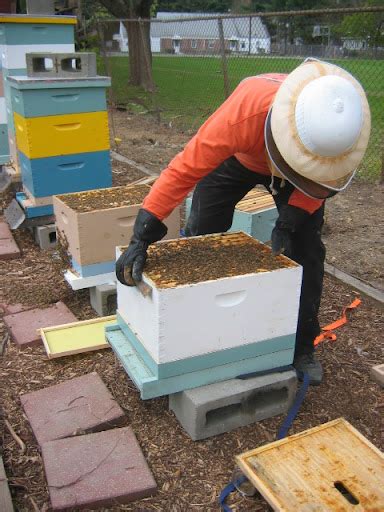 Northampton Honey: Lunchtime Swarm Prevention