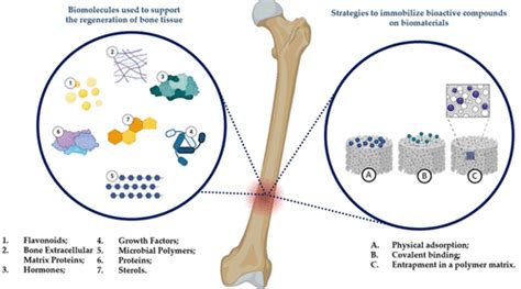 Bioactive Materials for Bone Regeneration: Biomolecules and Delivery ...