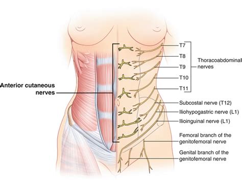 Intercostal Nerve Entrapment: Abdomen | SpringerLink