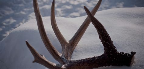 Deer Shed Antlers This Time Every Year. Why Aren't Deer Antlers Everywhere?