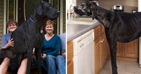 Zeus: The World's Tallest Dog