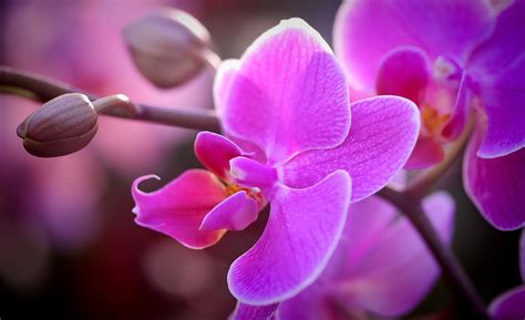 National Flower of Venezuela | Orchid Flower of Venezuela | National ...