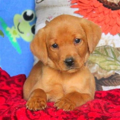 Fox Red Labrador Retriever Puppies for Sale | Greenfield Puppies