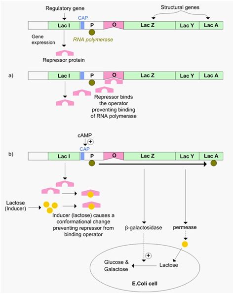 MBBS Medicine (Humanity First): Polycistronic mRNA (Bacterial lac operon)