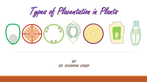 Types of Placentation in Flowering Plants - YouTube