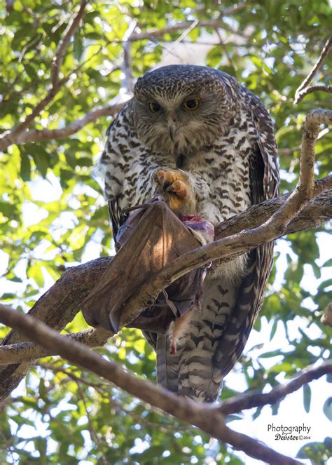 Powerful Owl with Flying Fox | BIRDS in BACKYARDS