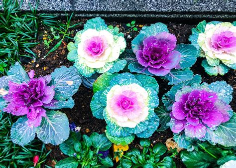 Ornamental Cabbage or Kale: Plant Care & Growing Guide