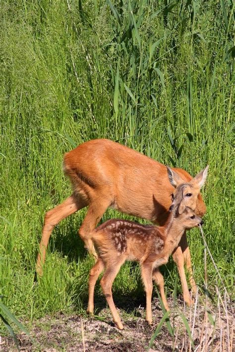 Roe-deer with baby stock image. Image of wood, wildlife - 25366489