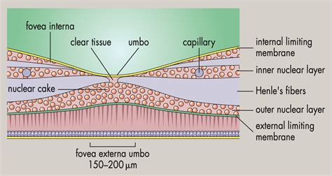 The different regions of the macula