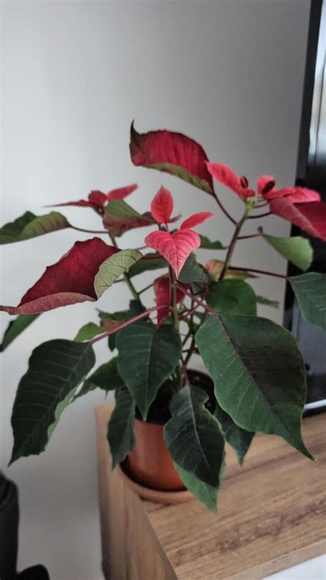 My poinsettia leaves are curling and falling off. Why? : r/houseplants