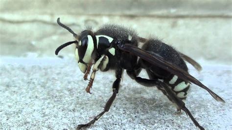 Alaska Bush Life, Off-Road, Off-Grid: Bees and Wasps: Hives, Stings ...