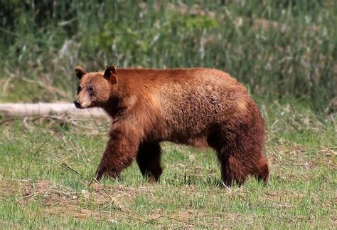 Yosemite bears and human food: Study reveals changing diets over past century (Constantine ...