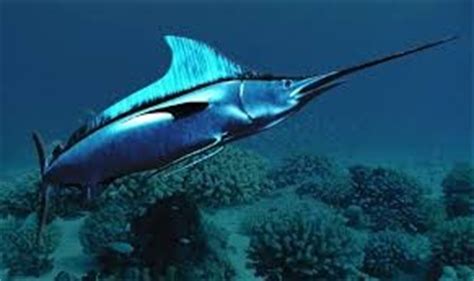 10 Interesting Facts about Flying Fish | 10 Interesting Facts