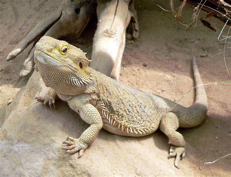 Central bearded dragon - Wikipedia