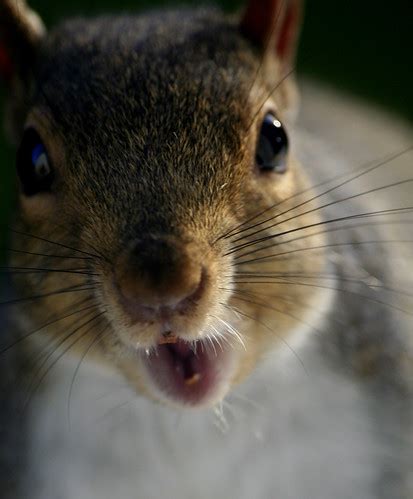 Squirrel's teeth! - a photo on Flickriver