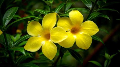 How To Grow And Care For A Flowering Allamanda Vine