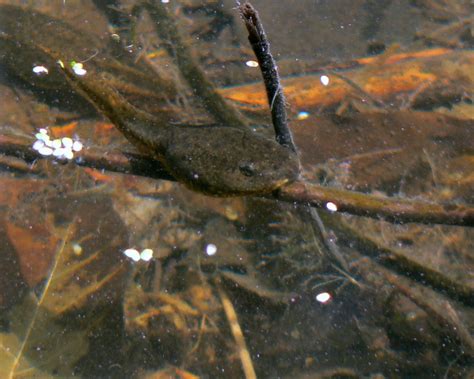 Cute tadpole, in the lake | The sun was at just the right an… | Flickr