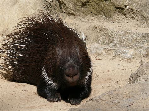 Old World porcupine - Alchetron, The Free Social Encyclopedia