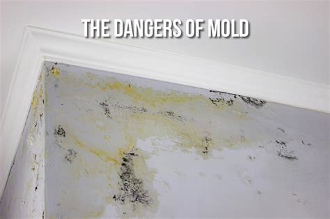 The Dangers of Mold: How to Identify and Prevent Exposure - Melbourne Mold