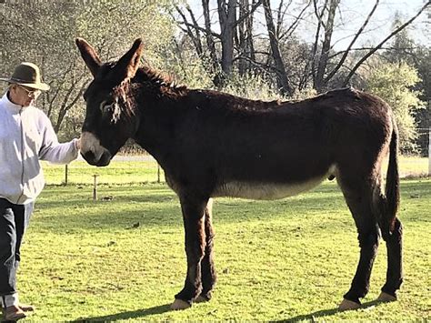 Mammoth Donkeys - Donkey for Sale in Grass Valley, CA