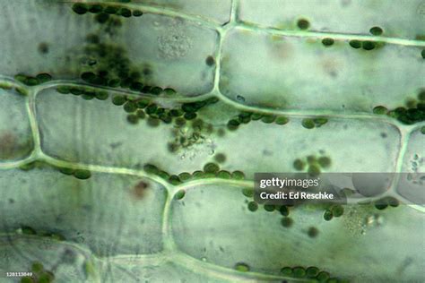 Plant Cell Living Elodeacell Wall Chloroplasts And Nucleus Clear Area In Center Is Vacuole 250x ...