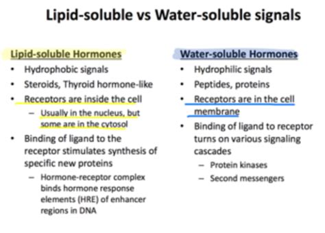 Which Hormones Are Lipid Soluble - cloudshareinfo