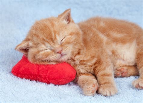 Cute red little kitten sleeping on the pillow Royalty-Free Stock Image ...