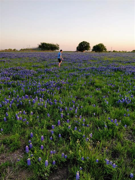 Yesterday’s sunset over a field of bluebonnets, fortunate to have some ...