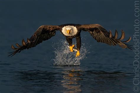 Bald Eagle fishing in golden light — Nature Photography Blog