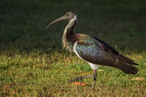 Bird,ibis,australia,queensland,gladstone - free image from needpix.com