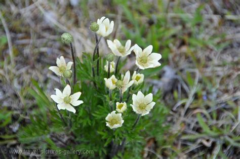 Pictures of Chile - Patagonia - Torres del Paine-0042 - wildflowers, local flora