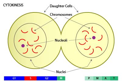 Cytokinesesis (6th stage)- In animal cells, cytokinesis results when a fiber ring composed of a ...