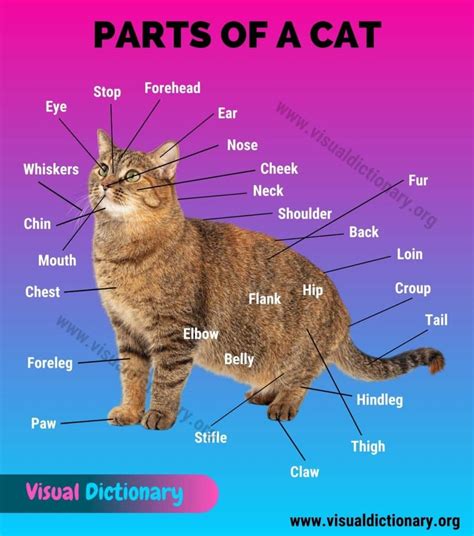 Cat Anatomy: Interesting List of 34 External Parts of the Cat - Visual Dictionary