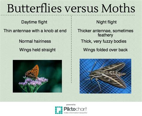 Butterfly Vs Moth - Butterfly Mania