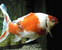 FAQs on Pondfish Disease 2