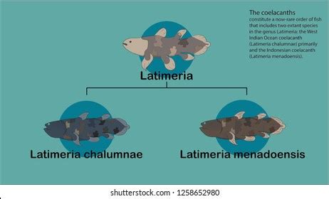 Coelacanth Fish Family Tree Stock Vector (Royalty Free) 1258652980 ...