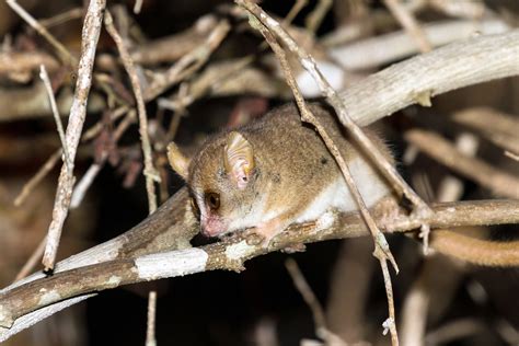 Madame Berthe's Mouse Lemur • Earth.com • Earth Image Gallery